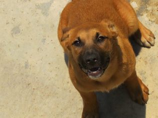 Shepradors Dogs for adoption in Forreston, TX, USA