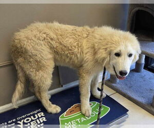 Great Pyrenees Dogs for adoption in Croydon, NH, USA
