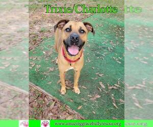 American Bulldog-Black and Tan Coonhound-Labrador Retriever Mix Dogs for adoption in Pensacola, FL, USA