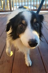 Border Collie Dogs for adoption in St. Louis Park, MN, USA
