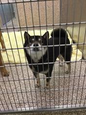Shiba Inu Dogs for adoption in Martinsburg, WV, USA