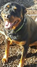 Rottweiler Dogs for adoption in Clarkston, MI, USA