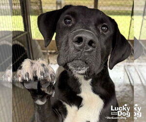 Borador Dogs for adoption in Washington, DC, USA