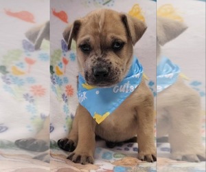 Catahoula Leopard Dog-Unknown Mix Dogs for adoption in SHERBURNE, NY, USA