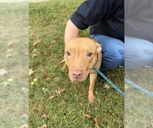 American Pit Bull Terrier Dogs for adoption in Derwood, MD, USA
