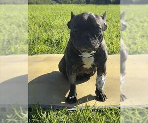 Medium Photo #1 French Bulldog Puppy For Sale in Riverside, CA, USA