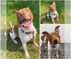 American Pit Bull Terrier Dogs for adoption in Fort Wayne, IN, USA
