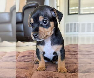 Dachshund-Unknown Mix Dogs for adoption in Corona, CA, USA