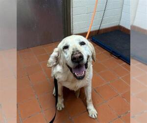 Labrador Retriever Dogs for adoption in Camarillo, CA, USA