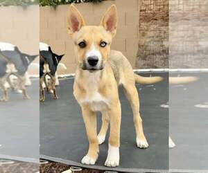 Carolina Dog-Unknown Mix Dogs for adoption in Cave Creek, AZ, USA