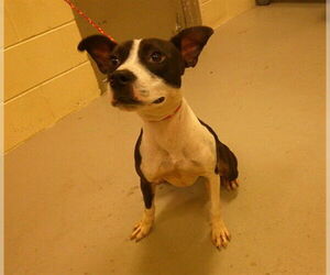 American Staffordshire Terrier-Parson Russell Terrier Mix Dogs for adoption in Sanford, FL, USA