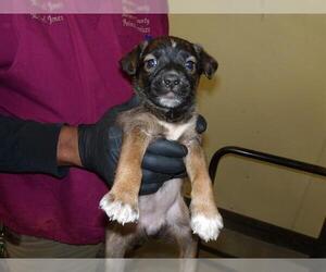 German Shepherd Dog-Redbone Coonhound Mix Dogs for adoption in Santa Rosa, CA, USA