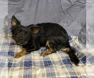 Chihuahua Dogs for adoption in Modesto, CA, USA