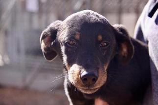Beagle-Unknown Mix Dogs for adoption in Warwick, RI, USA