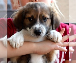 Australian Shepherd Dogs for adoption in Goodyear, AZ, USA