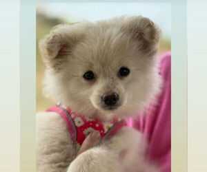 Pomeranian Dogs for adoption in Evansville, IN, USA