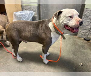 American Pit Bull Terrier Dogs for adoption in Tulsa, OK, USA