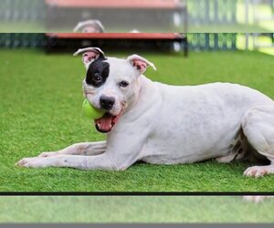 American Pit Bull Terrier-American Staffordshire Terrier Mix Dogs for adoption in Baltimore, MD, USA