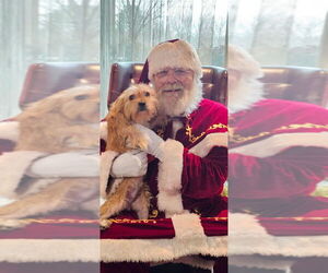 Medium Photo #5 Mutt Puppy For Sale in Mooresville, NC, USA