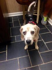 Basschshund Dogs for adoption in Cranston, RI, USA
