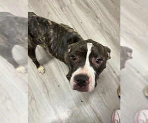 Mutt Dogs for adoption in Baytown, TX, USA