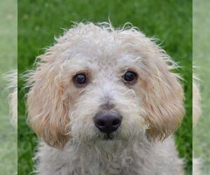 Miniature Labradoodle Dogs for adoption in Huntley, IL, USA