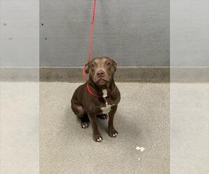 American Pit Bull Terrier-Unknown Mix Dogs for adoption in Las Vegas, NV, USA