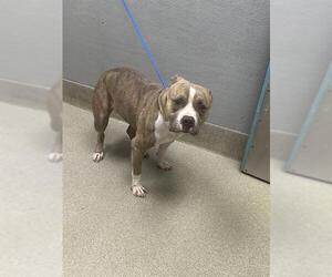 Staffordshire Bull Terrier-Unknown Mix Dogs for adoption in Las Vegas, NV, USA