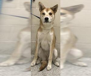 German Shepherd Dog-Siberian Husky Mix Dogs for adoption in Conroe, TX, USA