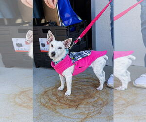 Medium Photo #11 Mutt Puppy For Sale in Oakhurst, NJ, USA