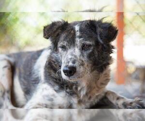 Border-Aussie Dogs for adoption in El Cajon, CA, USA
