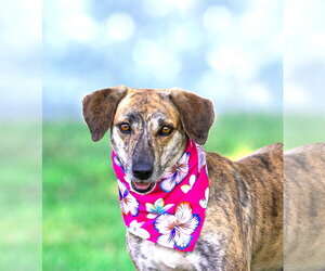 Mountain Cur-Unknown Mix Dogs for adoption in Unionville, PA, USA