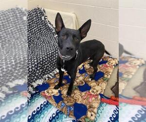 American Pit Bull Terrier-Dutch Shepherd  Mix Dogs for adoption in Fort Wayne, IN, USA