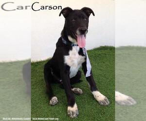 Borador Dogs for adoption in San Diego, CA, USA