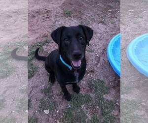 Labrador Retriever-Unknown Mix Dogs for adoption in Canutillo, TX, USA