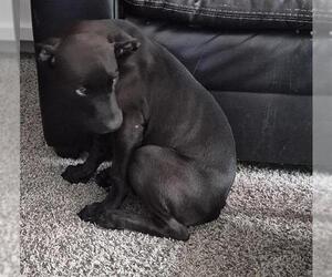 Labrador Retriever-Unknown Mix Dogs for adoption in San Antonio, TX, USA