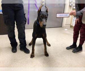 Doberman Pinscher Dogs for adoption in Riverside, CA, USA