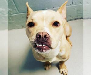 American French Bull Terrier Dogs for adoption in Chattanooga, TN, USA