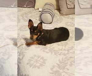 Miniature Pinscher Dogs for adoption in Mooresville, NC, USA