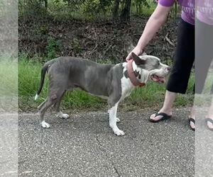 American Pit Bull Terrier-Unknown Mix Dogs for adoption in New Orleans, LA, USA