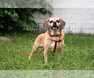 Puggle Dogs for adoption in Garland, TX, USA