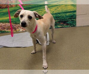 Chihuahua-Unknown Mix Dogs for adoption in Moreno Valley, CA, USA
