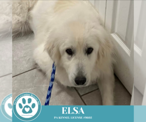 Great Pyrenees Dogs for adoption in Kimberton, PA, USA
