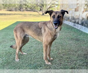 Mutt Dogs for adoption in PIPE CREEK, TX, USA
