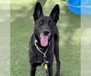 German Shepherd Dog-Unknown Mix Dogs for adoption in Las Vegas, NV, USA