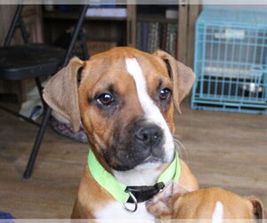 Boxer Dogs for adoption in Burnsville, MN, USA