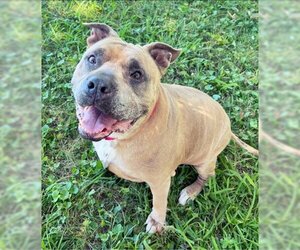 American Pit Bull Terrier-Unknown Mix Dogs for adoption in Kansas City, MO, USA