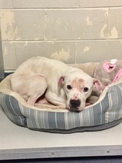 Bullboxer Pit Dogs for adoption in Glen Allen, VA, USA