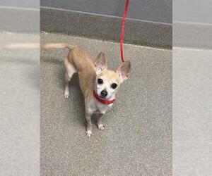 Chihuahua-Unknown Mix Dogs for adoption in Las Vegas, NV, USA