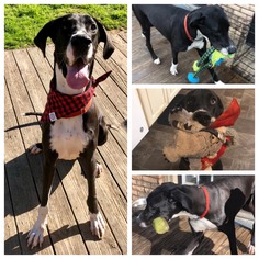 Great Dane Dogs for adoption in Longview, TX, USA